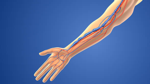 istockphoto-2008131522-612x612